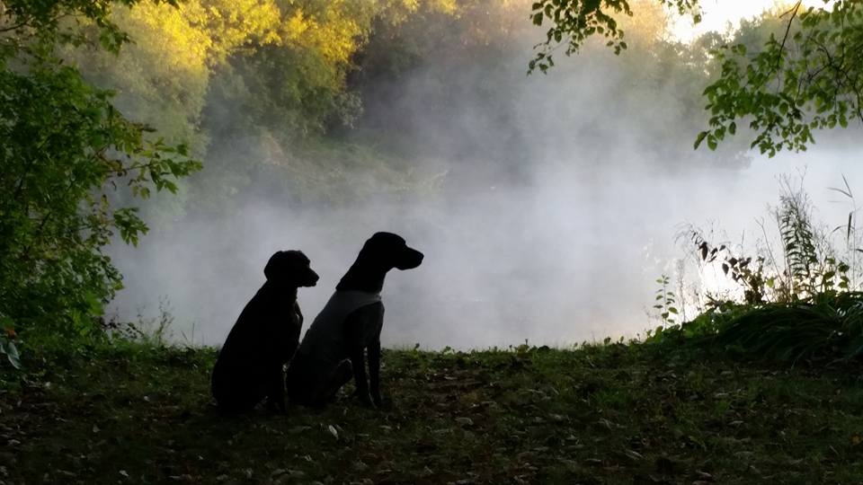two dogs sitting in the mist