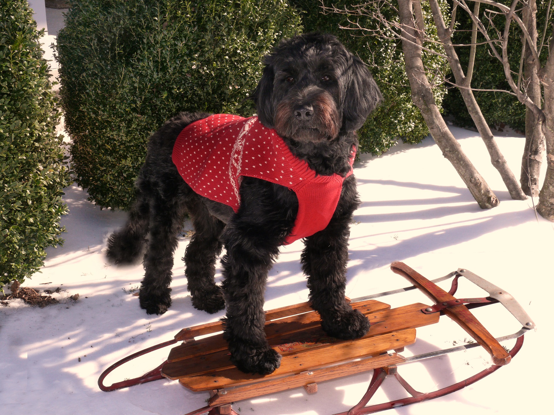a dog on a sled