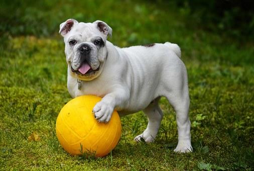 an english bulldog with a yellow ball in the grass