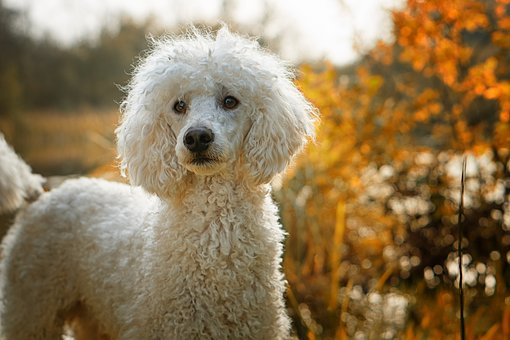 a white poodle with fall leaves behind it