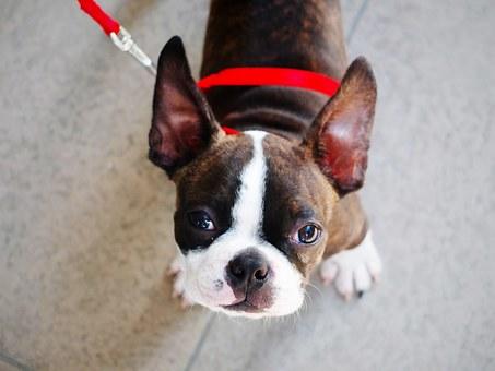 a boston terrier with a red leash