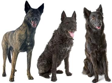 3 dutch shepherd dogs