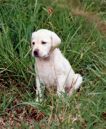 a small white puppy sitting in the grass