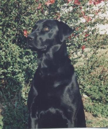 a black dog sits in front of a bush