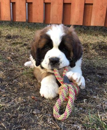 a young saint bernard with a rope toy