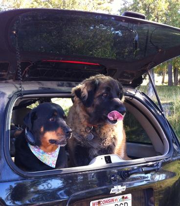 two rottweilers in the back of a car