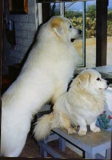 Dwarf and normal sized pyrenees dogs next to each other