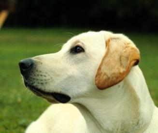 a white dog looking to the left
