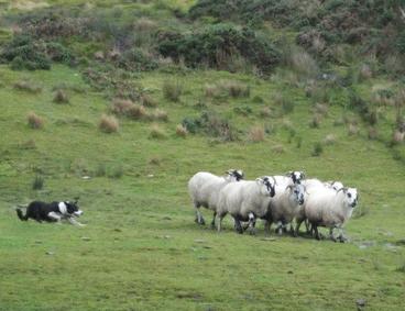 border collies herding sheep