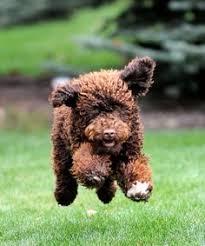 a brown dog running through the grass