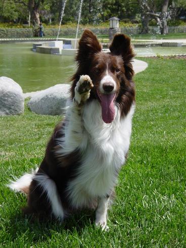 a brown and white border collie waving a paw