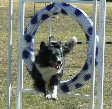 A border collie jumping through a hoop