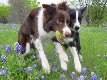 two border collies with a ball